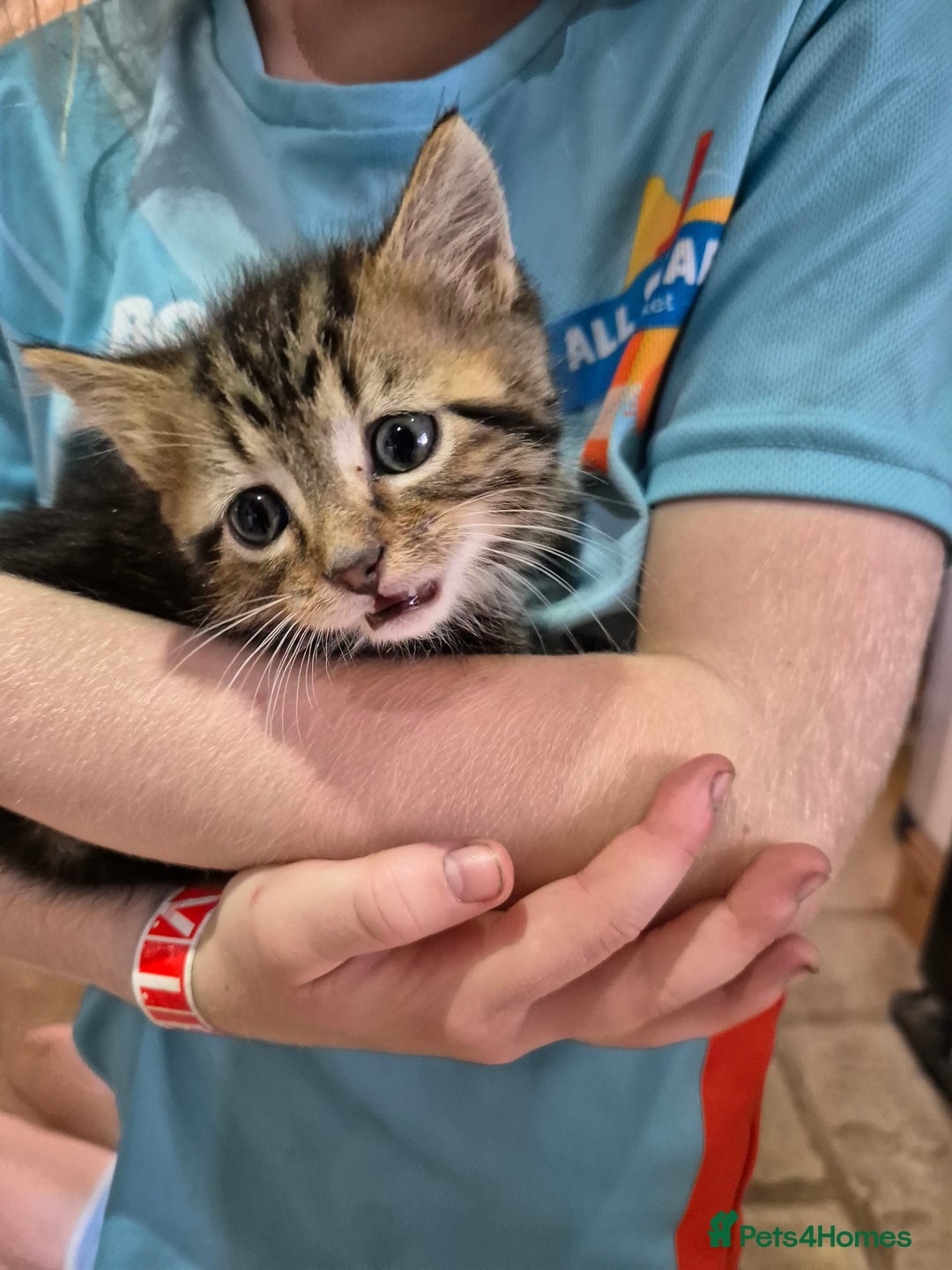 Mixed Breed cats for sale: Georgous Kittens Tabby / B&W - Ready now - Image 9