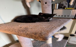 Mixed Breed cats for sale: 2 Black kittens  - Image 4