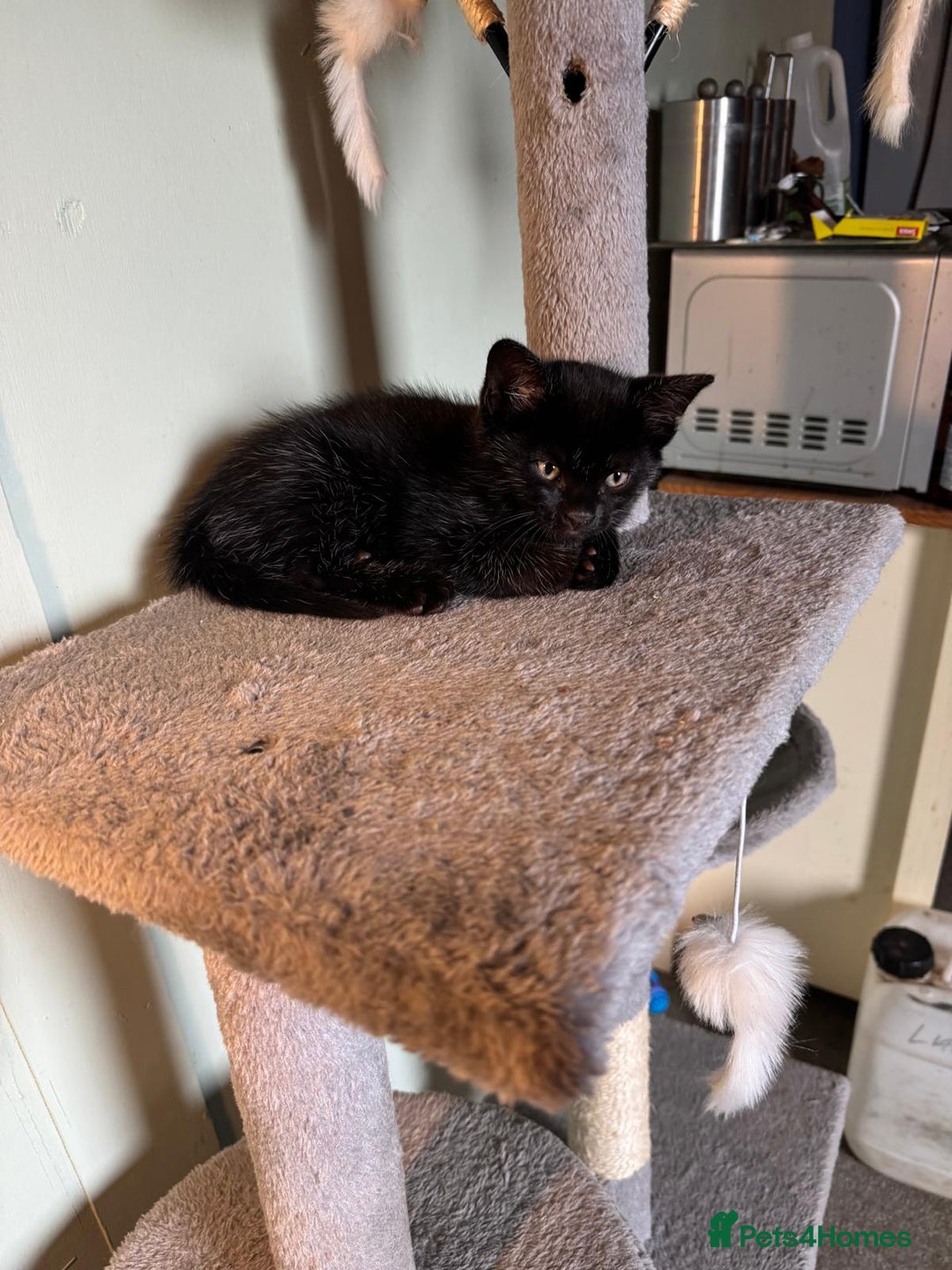 Mixed Breed cats for sale: 2 Black kittens  - Image 4