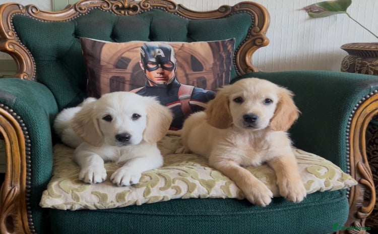 Mixed Breed dogs - Advert 4