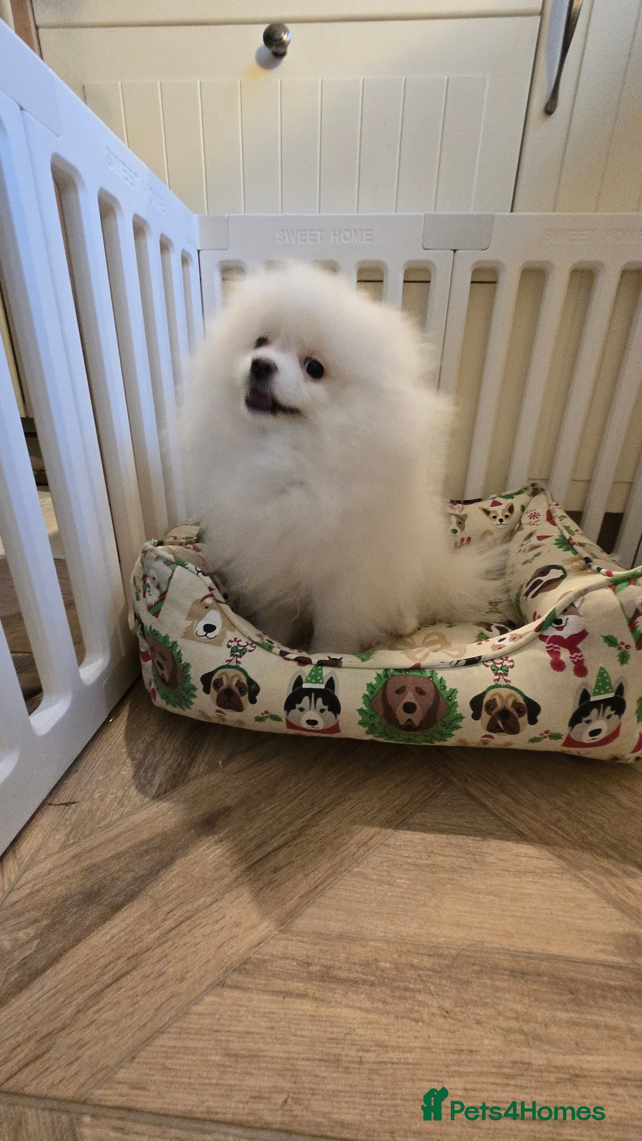 Pomeranian dogs Snow white Pomeranian boy - Advert 1