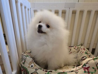 Pomeranian dogs Snow white Pomeranian boy - Advert 1