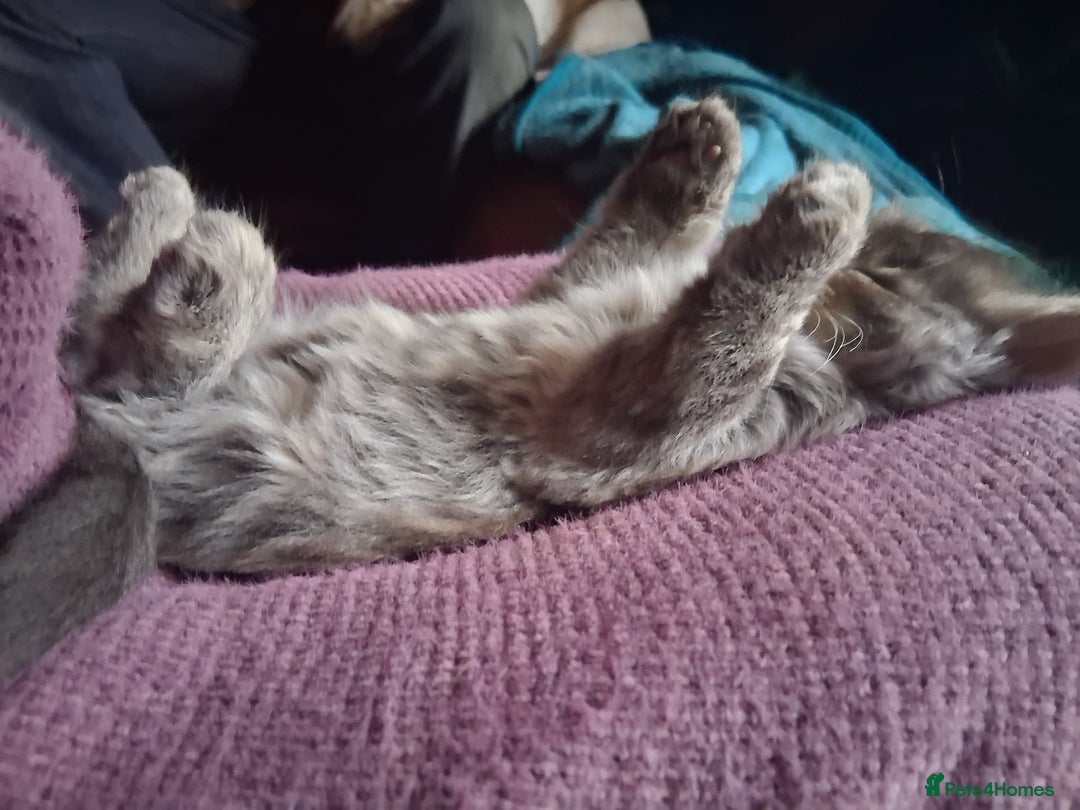 Mixed Breed cats for sale: AWESOME FLUFFY CHUNKY NORWEGIAN FOREST CAT X - Advert 8