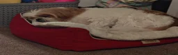 Shih Tzu dogs for sale: Heartbreaking rehome needed for Shih Tzu in Dereham - Advert 4