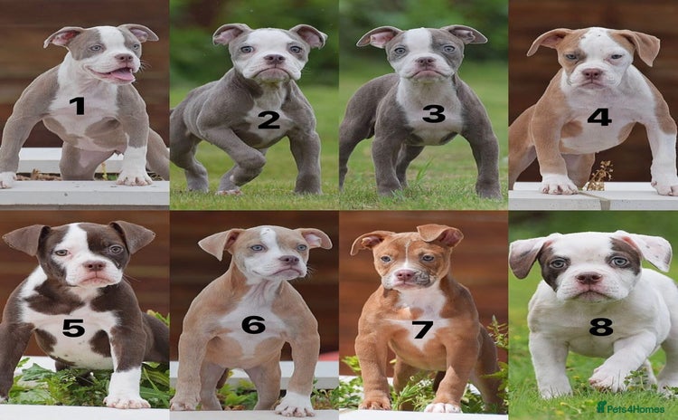 Olde English Bulldogge dogs - Advert 2
