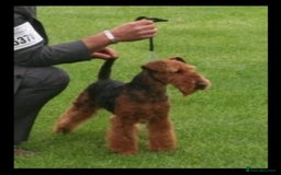 Welsh Terrier dogs for sale: Stunning Health Tested KC Reg Welshie Puppies - Advert 8