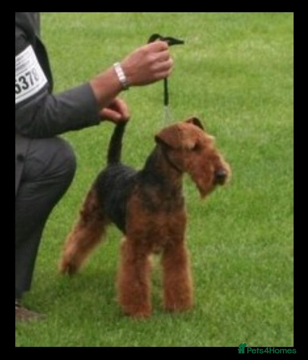 Welsh Terrier dogs for sale: Stunning Health Tested KC Reg Welshie Puppies - Advert 8