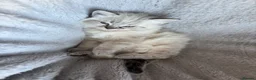 Ragdoll cats for sale: Beautiful ragdoll girls!  - Advert 9