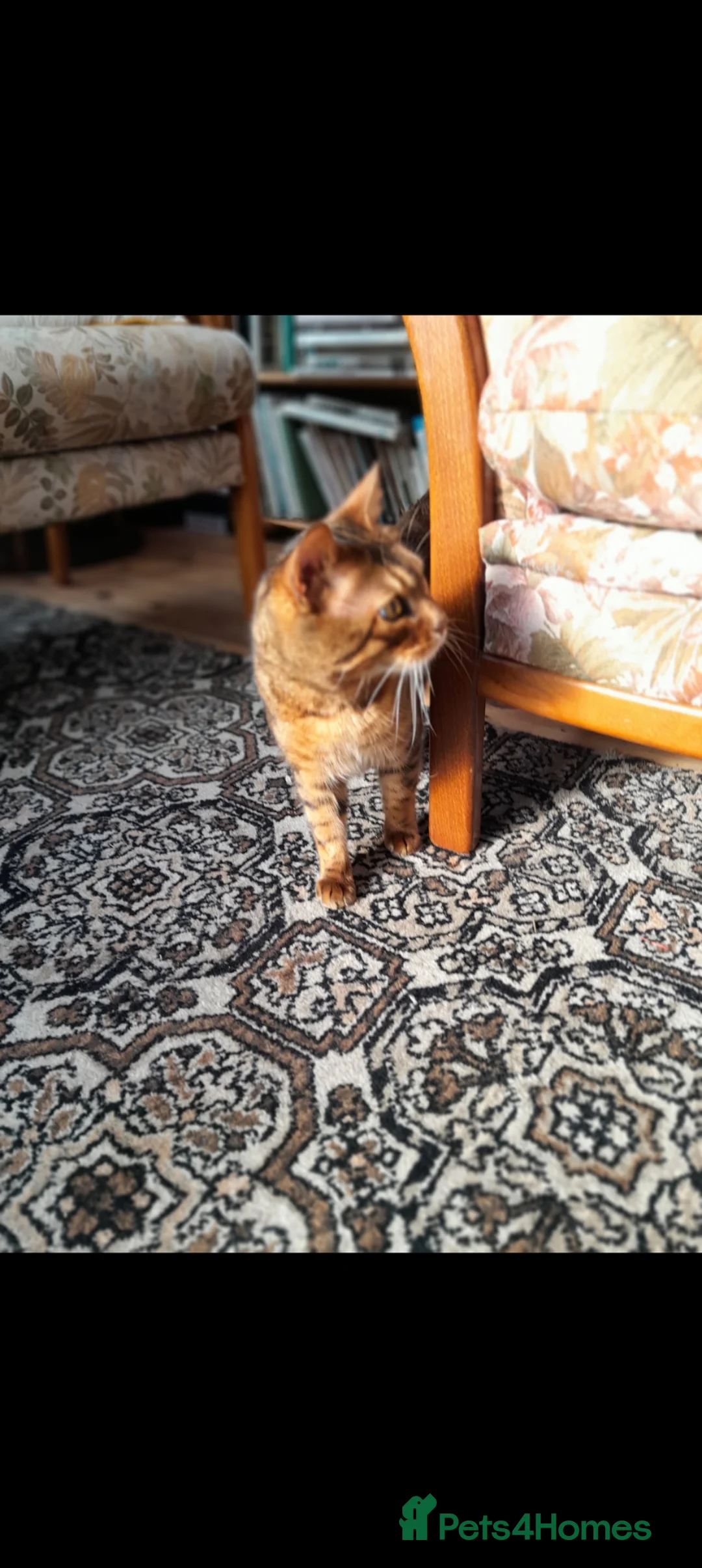 Bengal cats for sale: Bengal kittens  - Advert 2