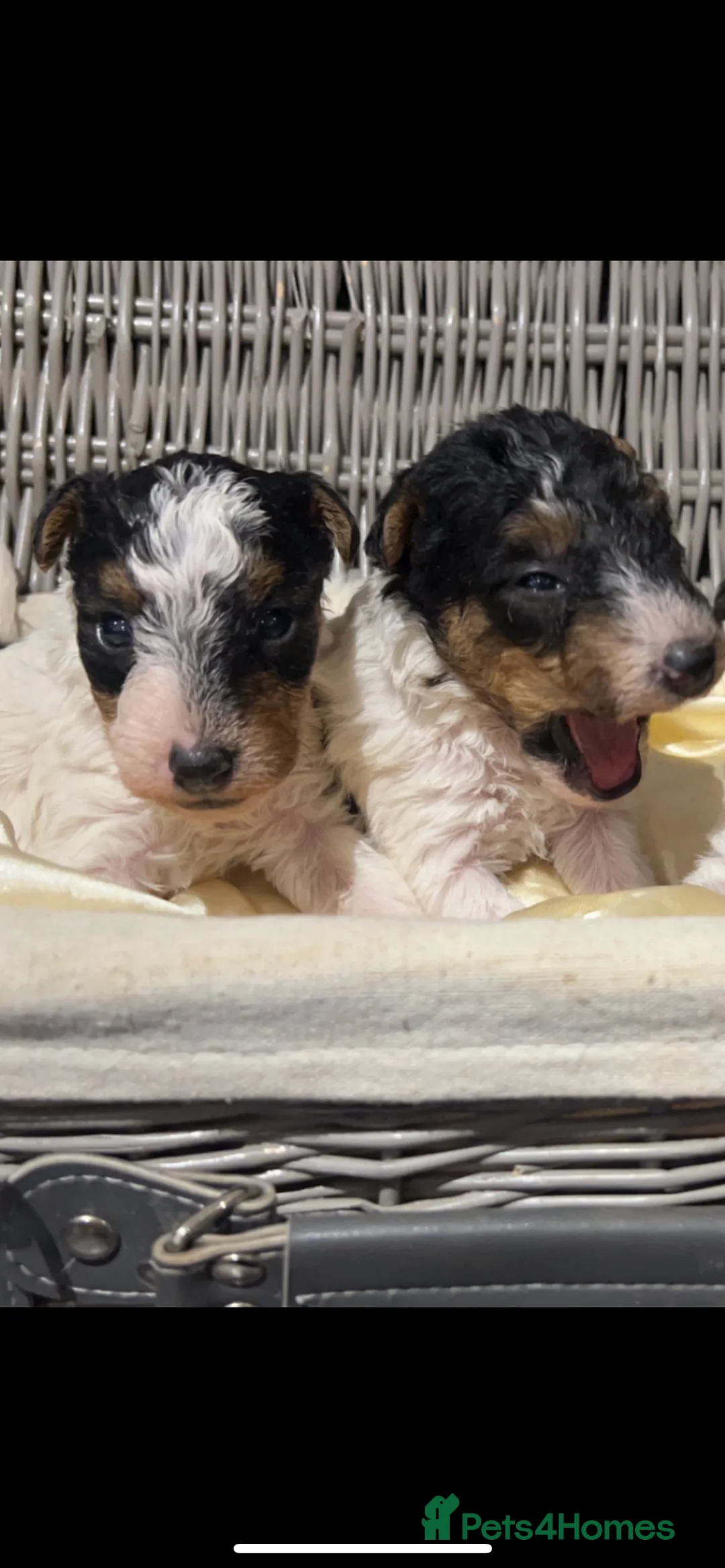 Fox Terrier dogs for stud: (TEDDY) Wire haired, fox terrier for STUD in Uttoxeter - Advert 11