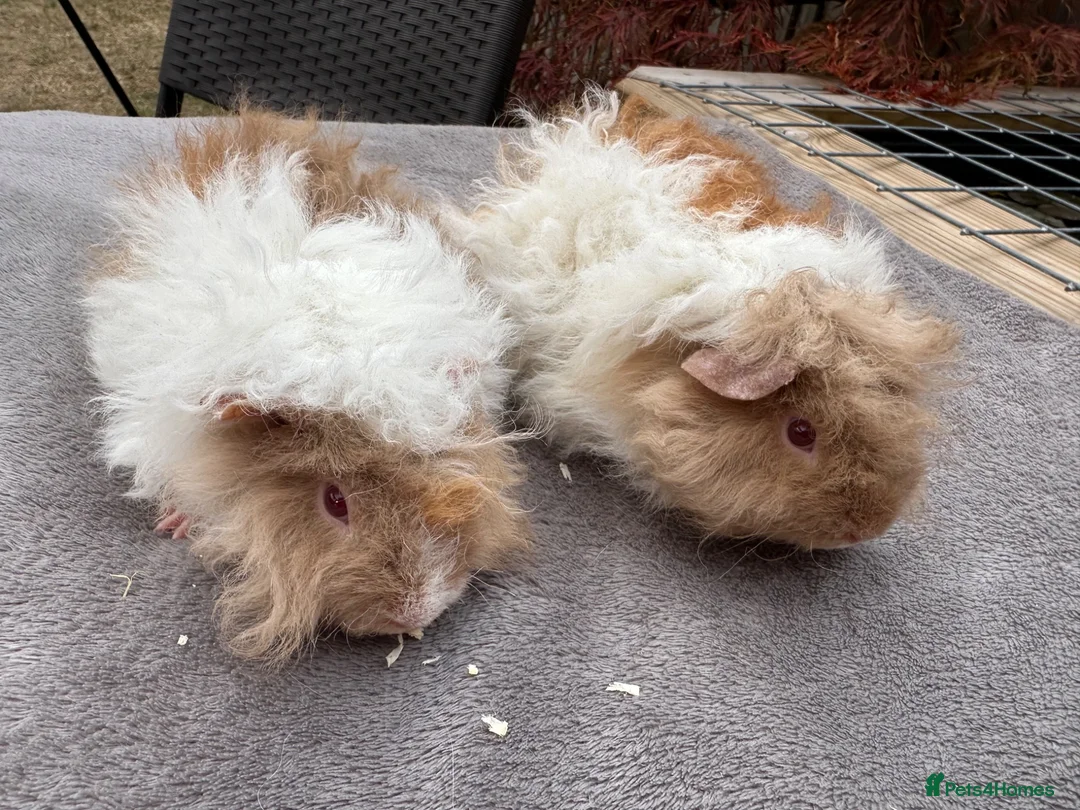 Guinea Pig rodents for sale: Baby Lunkarya Boars 6 Weeks Old in Lincoln - Advert 2