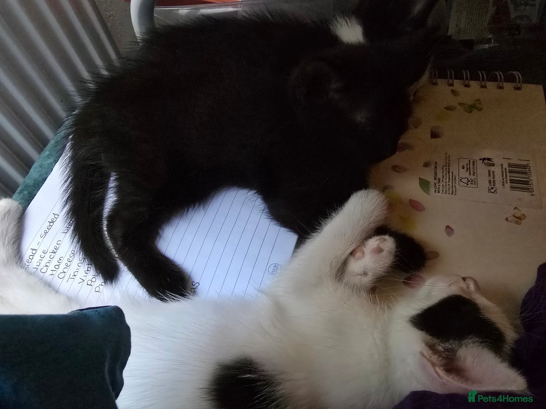 British Shorthair cats for sale: 1 boy, 2 girls for sale £50 each - Image 3
