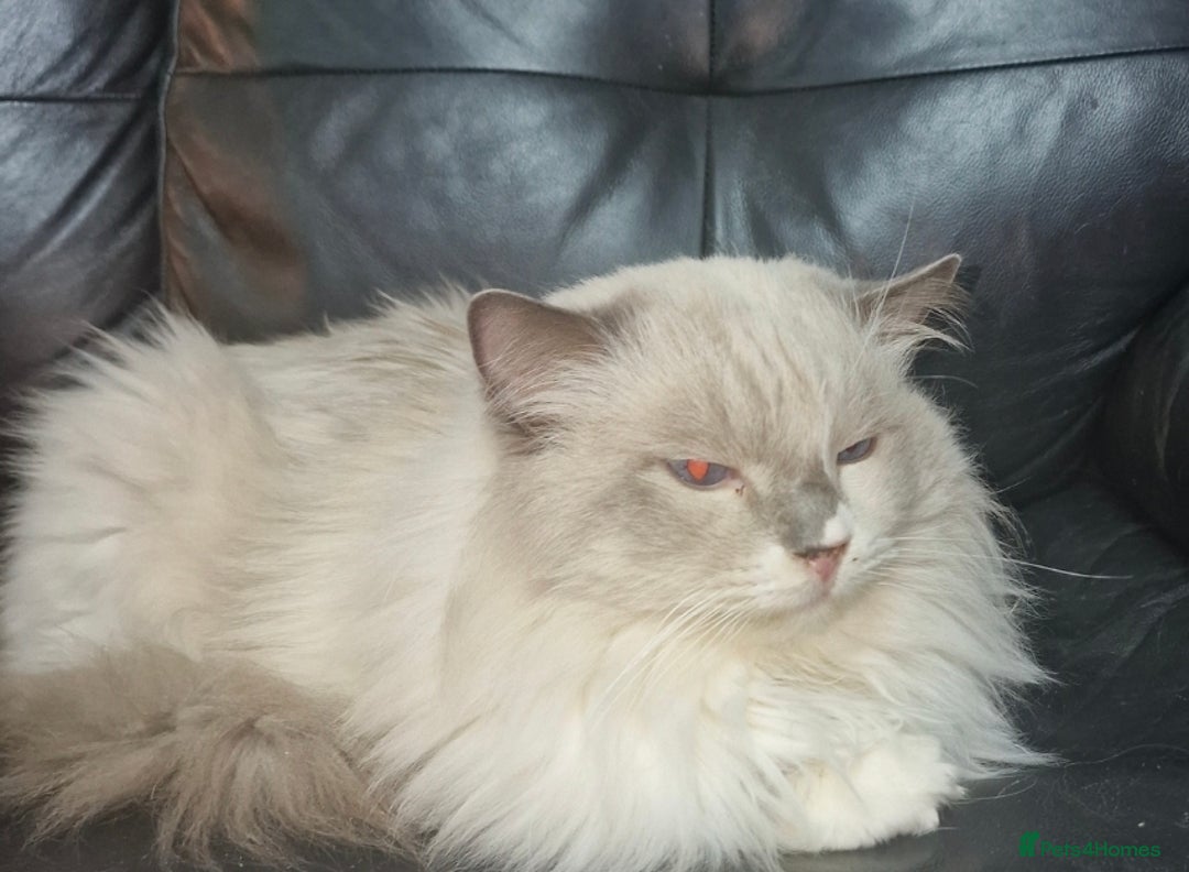 Ragdoll cats for sale: Ragdoll kittens  - Image 5