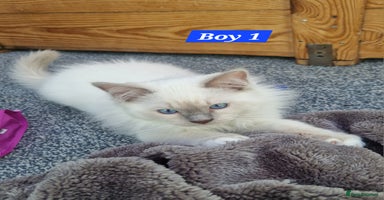 Ragdoll cats - Advert 1