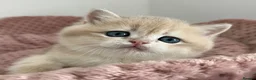 British Shorthair cats for sale: Stunning Golden Kittens  in Chesterfield - Advert 4