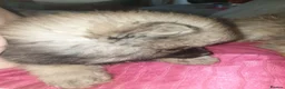 Pomeranian dogs for sale: Pomeranian puppies ready now - Advert 7
