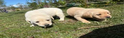 Goldador dogs for sale: Goldador Puppies  in Bordon - Advert 12