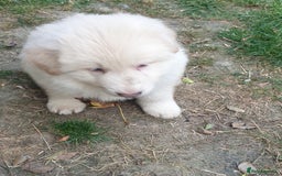 German Shepherd dogs for sale: German Shepherd pups ready end of August  - Image 18