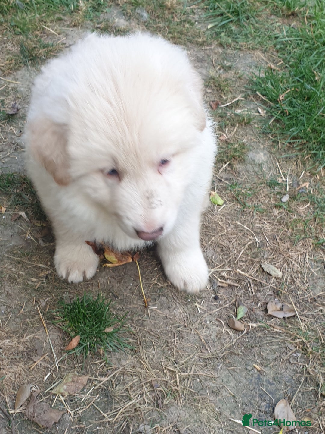German Shepherd dogs for sale: German Shepherd pups ready end of August  - Image 18