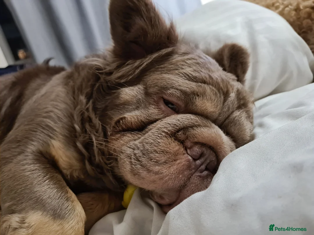 French Bulldog dogs for sale: Male Fluffy Frenchie in Halifax - Advert 2