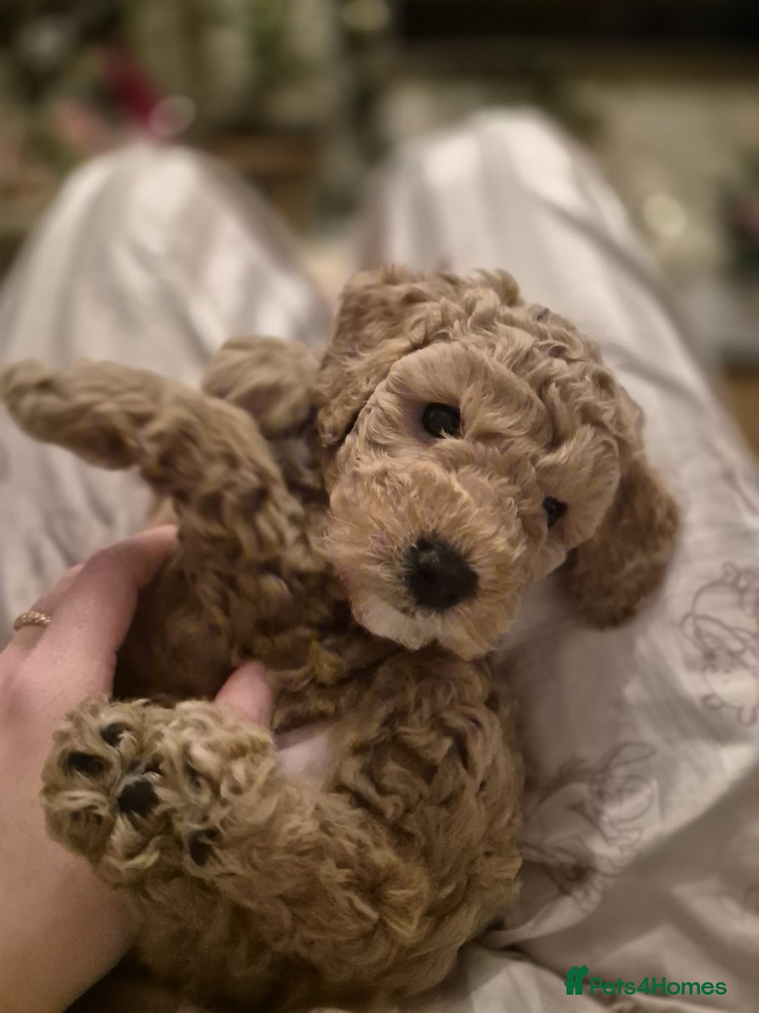 Poochon dogs for stud: Poochon stud. - Advert 5