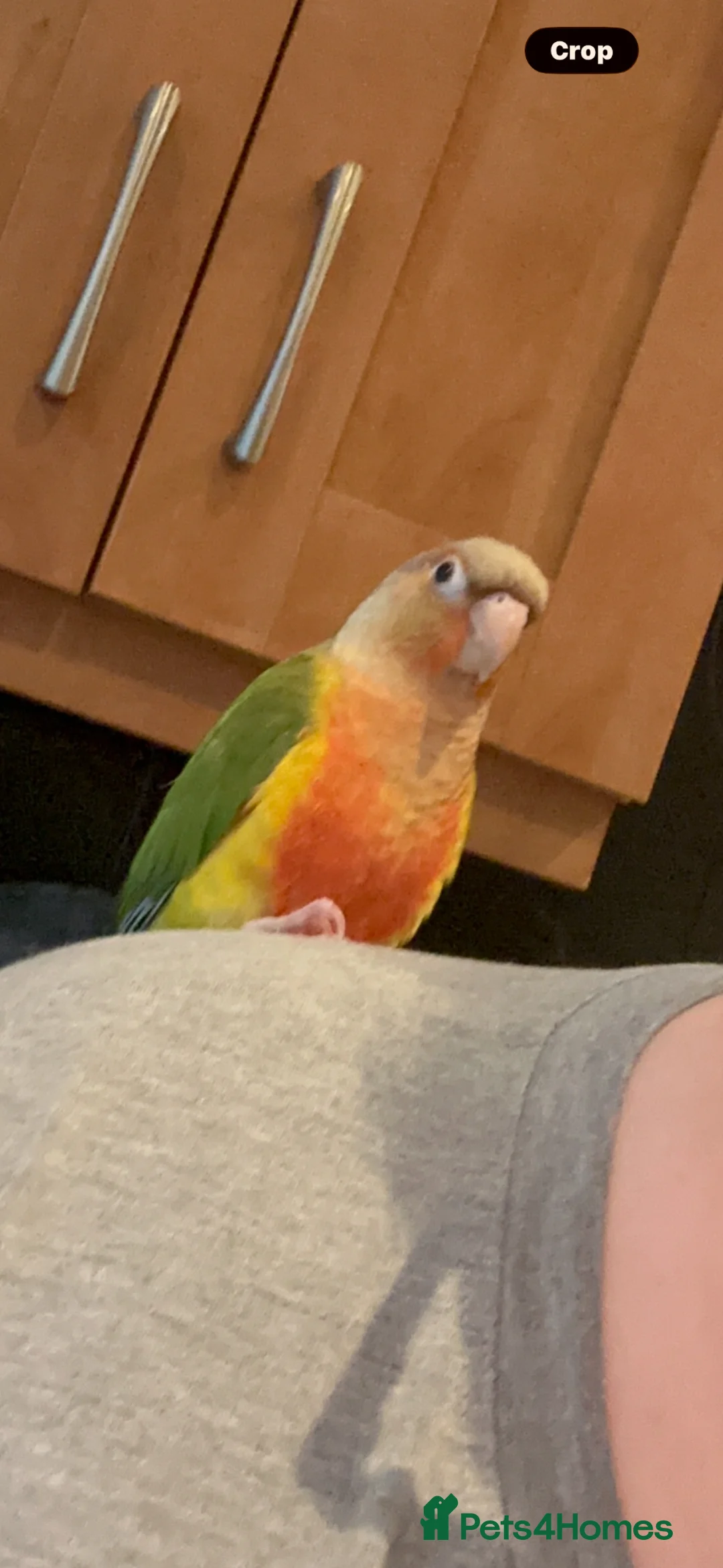 Conures birds for sale: Green cheeked pineapple conure in Jarrow - Advert 3