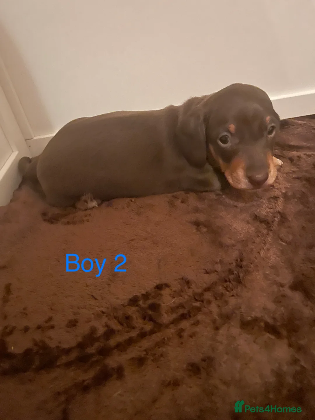Miniature Dachshund dogs for sale: Miniature dapple piebald puppies - Advert 14