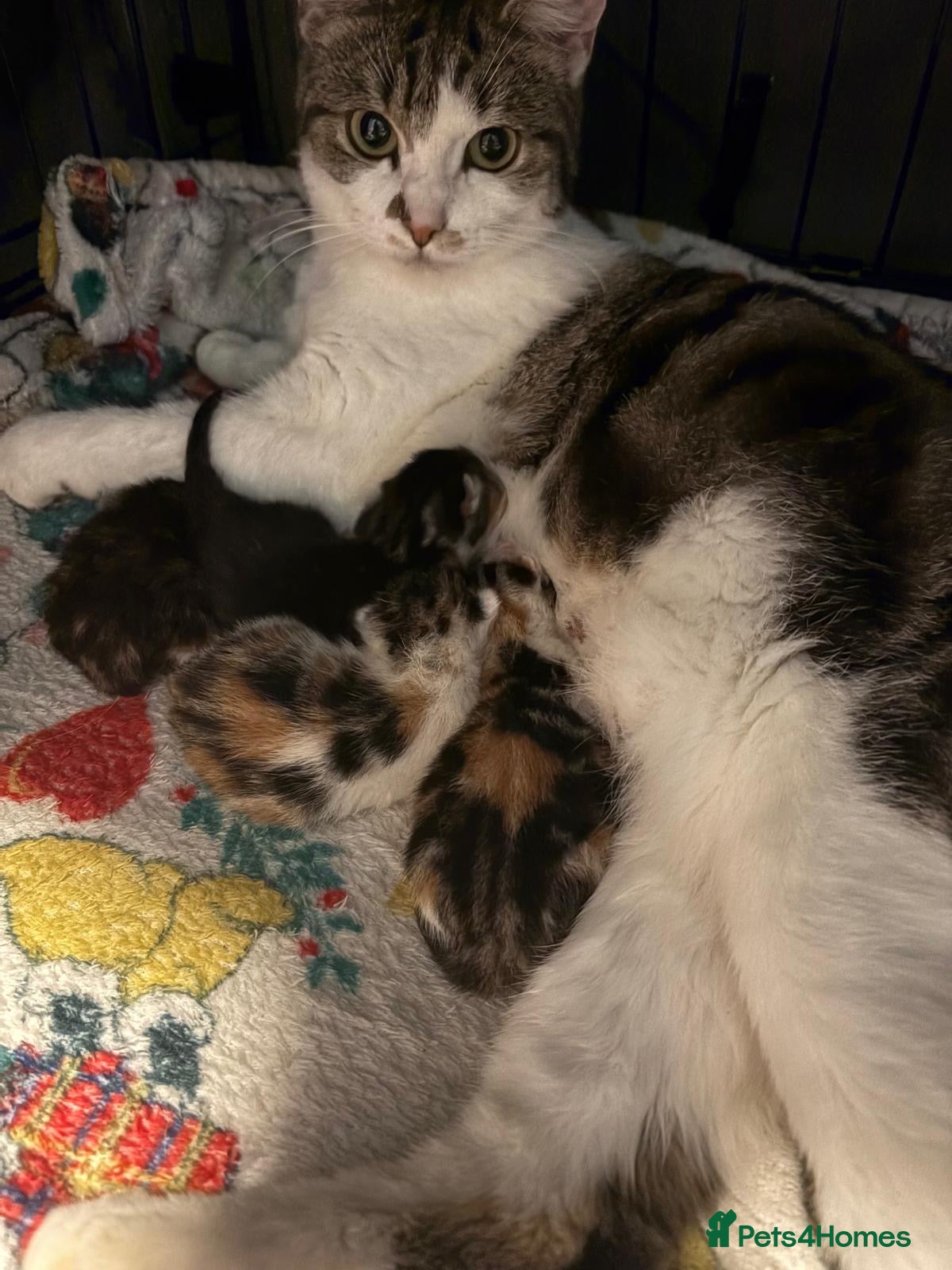 Mixed Breed cats Sweet Kittens for Sale – Friendly &amp; Family-Raised - Advert 4