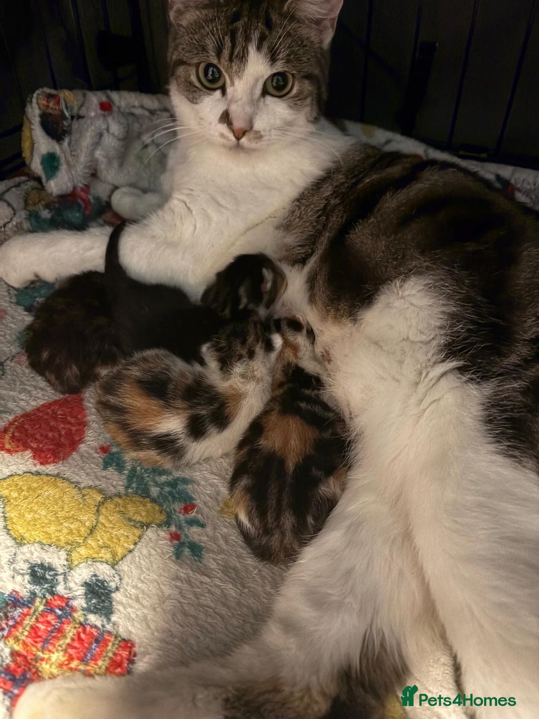 Mixed Breed cats for sale: Sweet Kittens for Sale – Friendly & Family-Raised - Advert 1