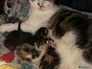 Mixed Breed cats Sweet Kittens for Sale – Friendly & Family-Raised - Advert 1