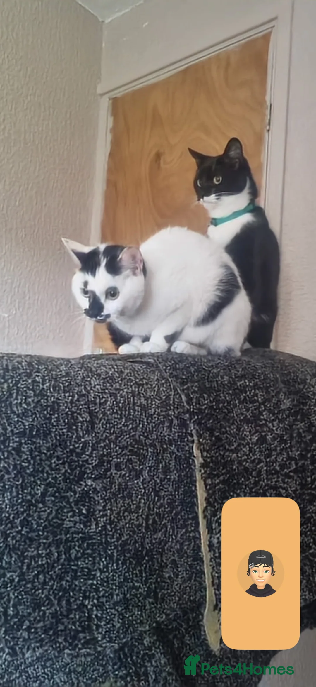 Domestic Shorthair cats for sale: Cat for sale  - Advert 1