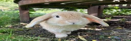 Mixed Breed rabbits for sale: 8 Mini Lop Cross Babies in Bedford - Advert 10