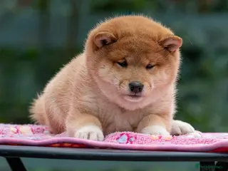 Japanese Shiba Inu dogs READY NOW Elite Japanese Shiba Inu puppies. - Advert 3