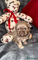 Shih Tzu dogs - Advert 10