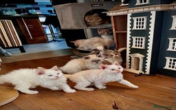 Selkirk Rex cats for sale: Gorgeous Selkirk Rex kittens - Image 3
