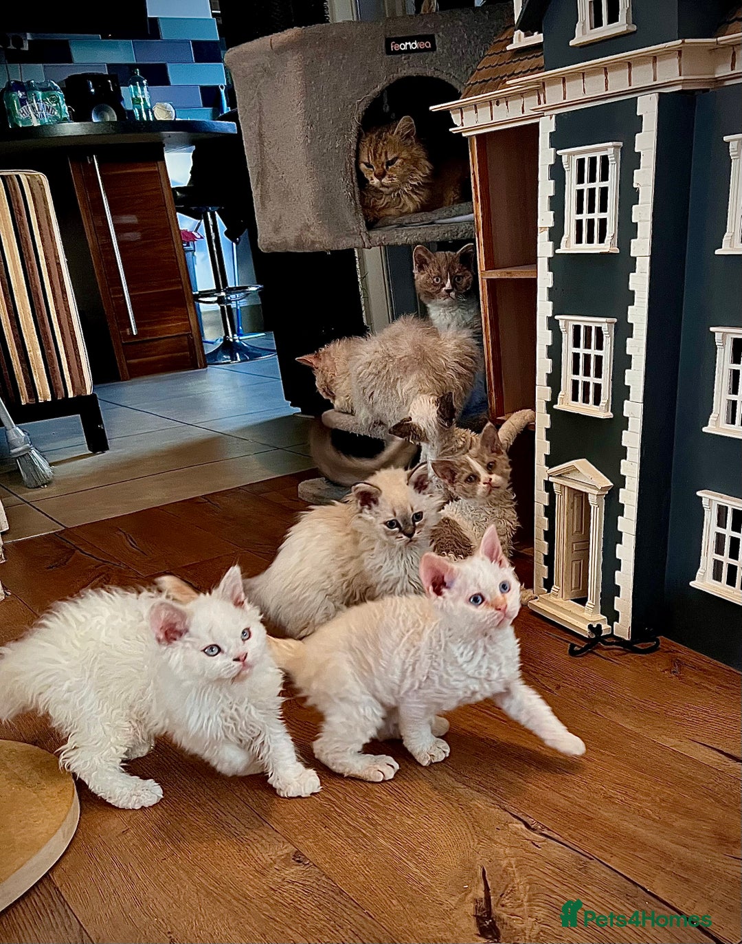 Selkirk Rex cats for sale: Gorgeous Selkirk Rex kittens - Image 3