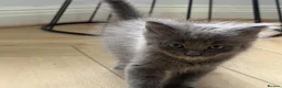 Maine Coon cats for sale:     Stunning Maine Coon x Ragdoll Kittens  - Advert 10