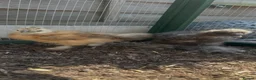 Chickens poultry for sale: Silkie chicks  - Advert 2