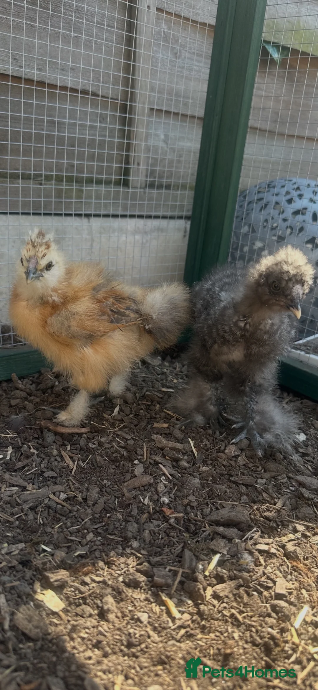 Chickens poultry for sale: Silkie chicks  - Advert 2