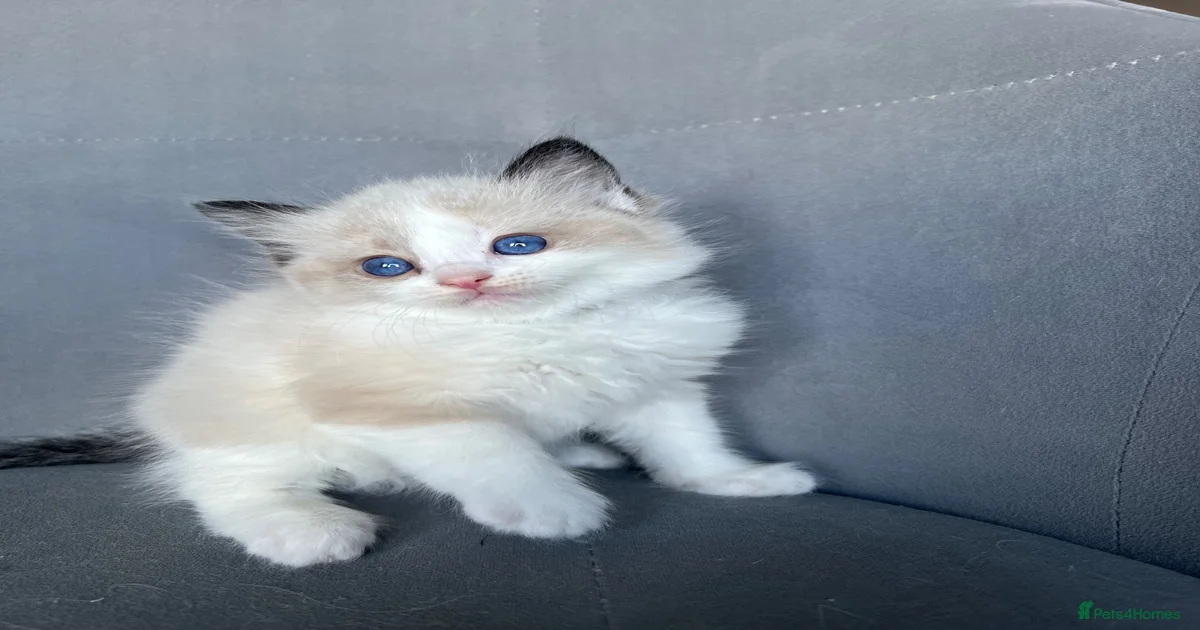 Ragdoll Kittens for sale | Pets4Homes