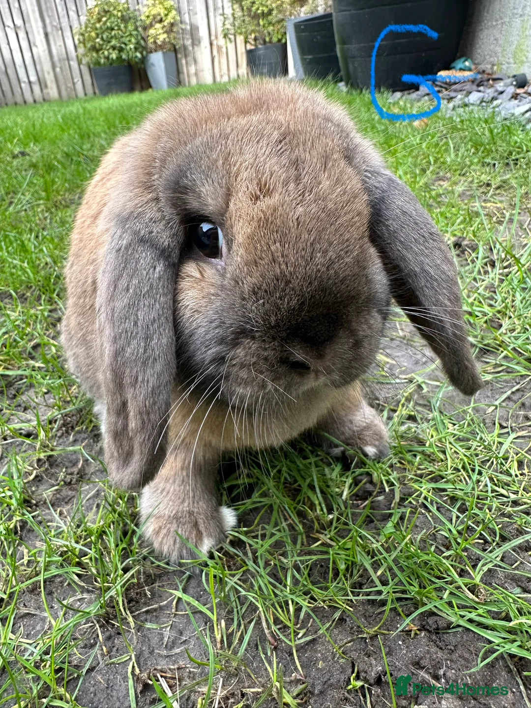Mini Lop rabbits for sale: Mini Lop Rabbits For Sale  - Advert 6