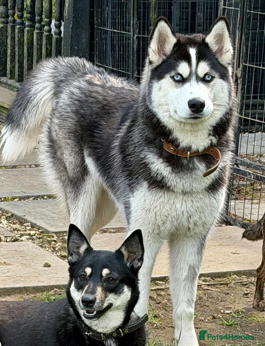 German Shepherd dogs for adoption: 🐾 JULIA – German Shepherd (Female) in West Malling - Advert 6