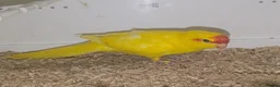 Parakeets birds for sale: BUTTERCUP KAKARIKIS  - Advert 3