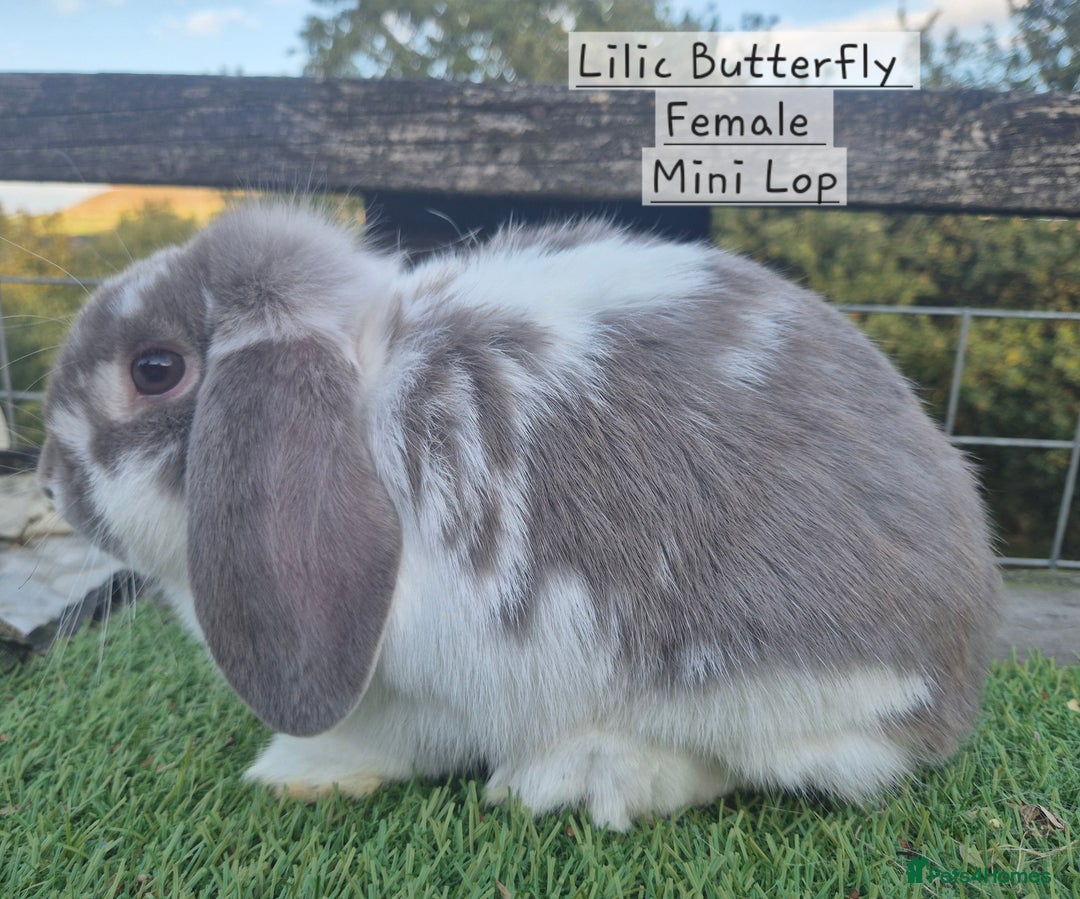 Mini Lop rabbits for sale: Various Adult  Mini Lop Female  - Image 5