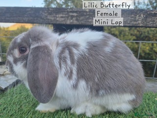 Mini Lop rabbits - Advert 25