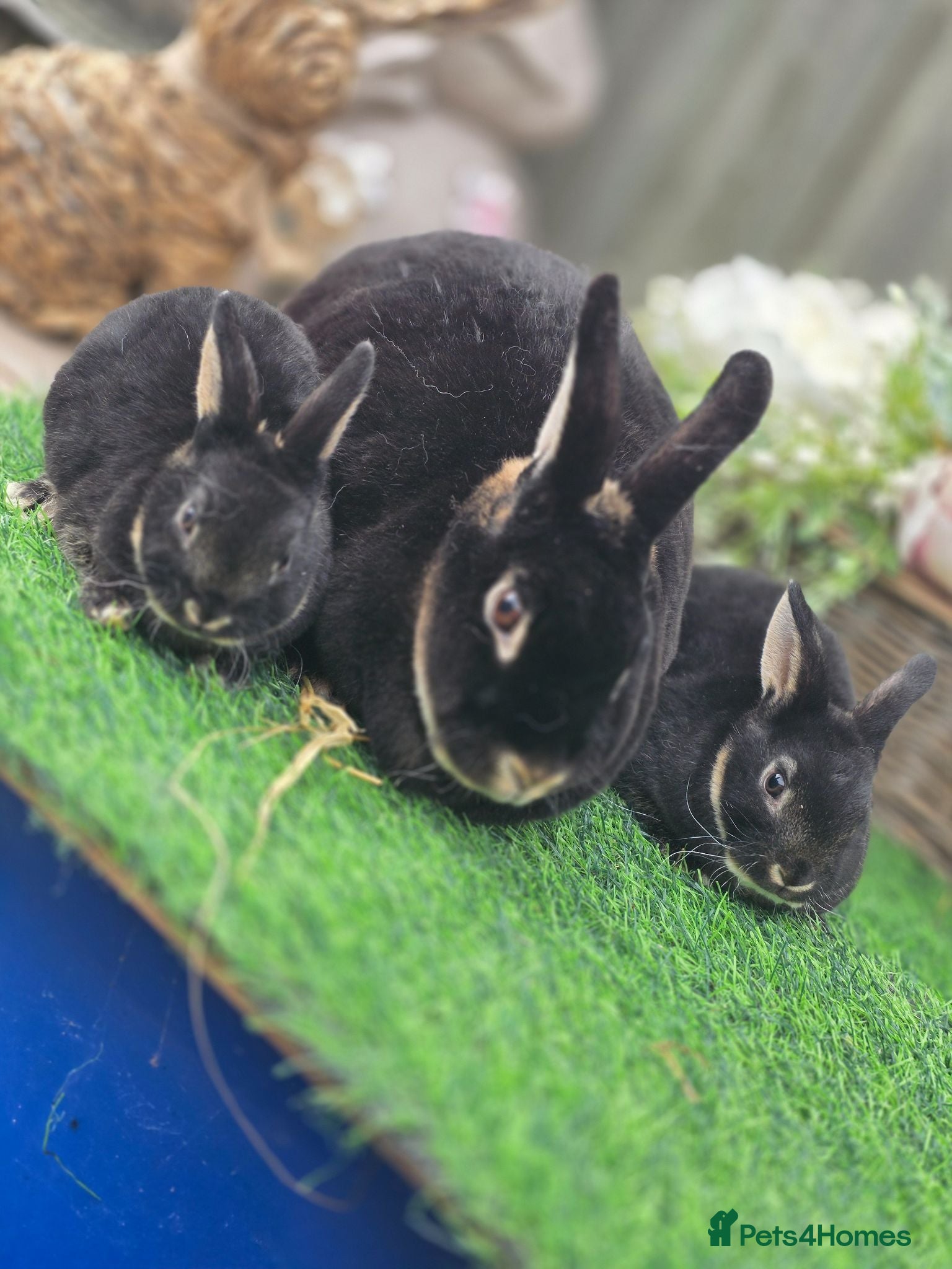 Rex rabbits Mum and Kit bucks Available  - Advert 2