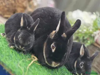 Rex rabbits Mum and Kit bucks Available - Advert 2
