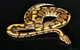 Python Snake reptiles for sale: Royal pythons/ball pythons  - Image 21