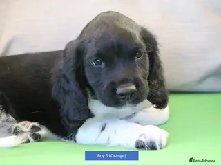 English Springer Spaniel dogs Health Tested English Springer Spaniel Puppies - Advert 10