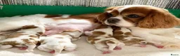 Cavalier King Charles Spaniel dogs for sale: HEALTH CHECKED PUPPIES READY NOW in Oldham - Advert 5